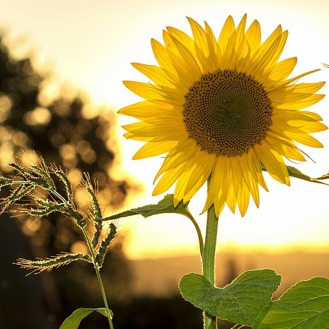 sunflower-sun-summer-yellow 465