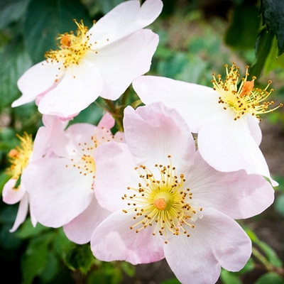 Aberdare pink flowerv1