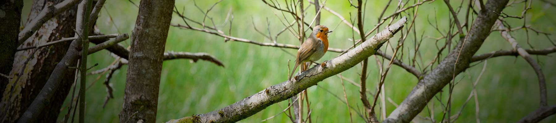 Bird-in-tree