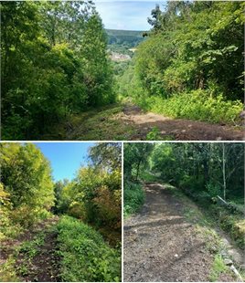 Mountain Ash grid web