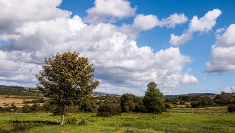 Llantrisant Common-1