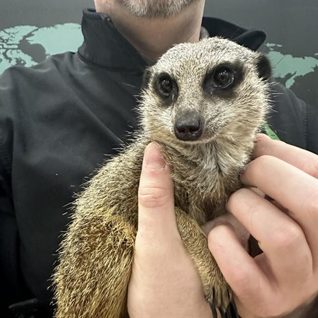 Meercat