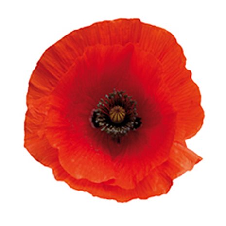 Poppy