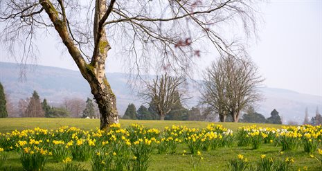Aberdare Park - Flowers - Spring-21