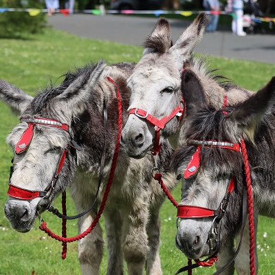 Aberdare Donkeys