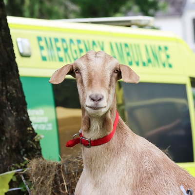 Aberdare Goat