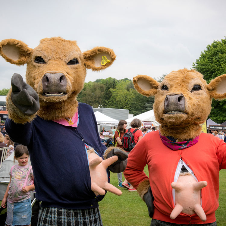adult-cows