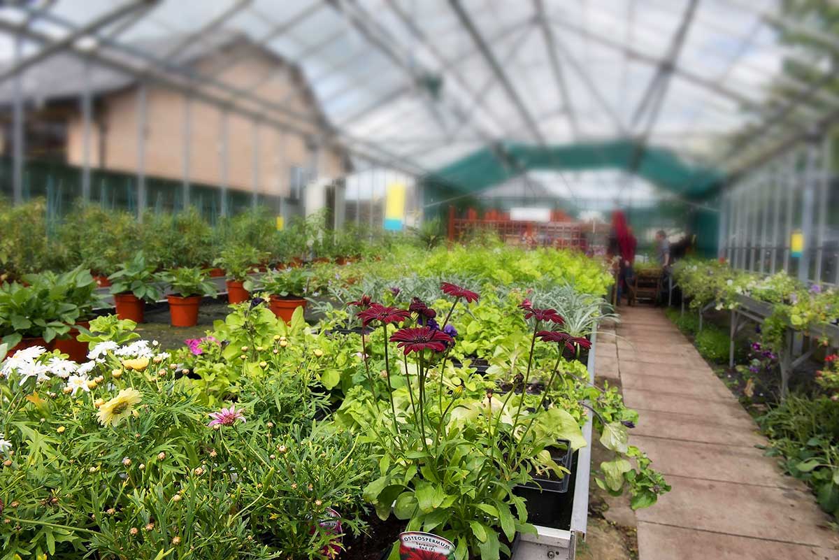 Plants