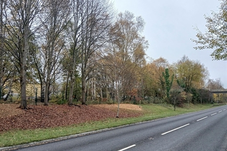 Safely managing trees along the main commuter routes in the County Borough