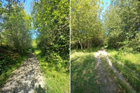 Rhaglen clirio llystyfiant a gwaith cynnal a chadw yn Nhomen Cwmaman