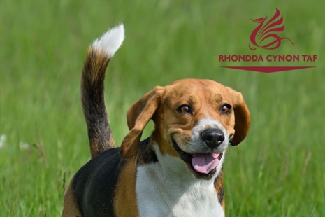 Erlyn Lletywr Cŵn Heb Drwydded yn Aberdâr