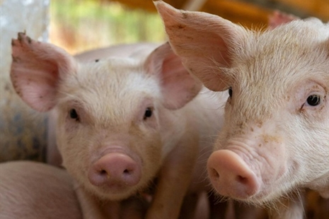 Ffermydd sydd ar agor i'r cyhoedd: Canllawiau iechyd i ymwelwyr