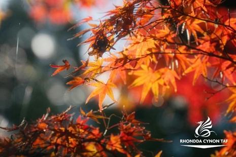 Autumn Leaf Clearance Underway to Keep Communities Safe