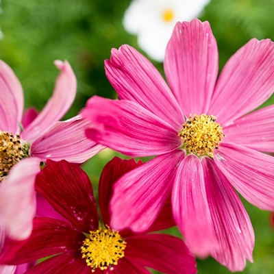 Aberdare flowerv1