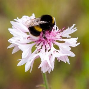 Bumble bee - Ponty Park