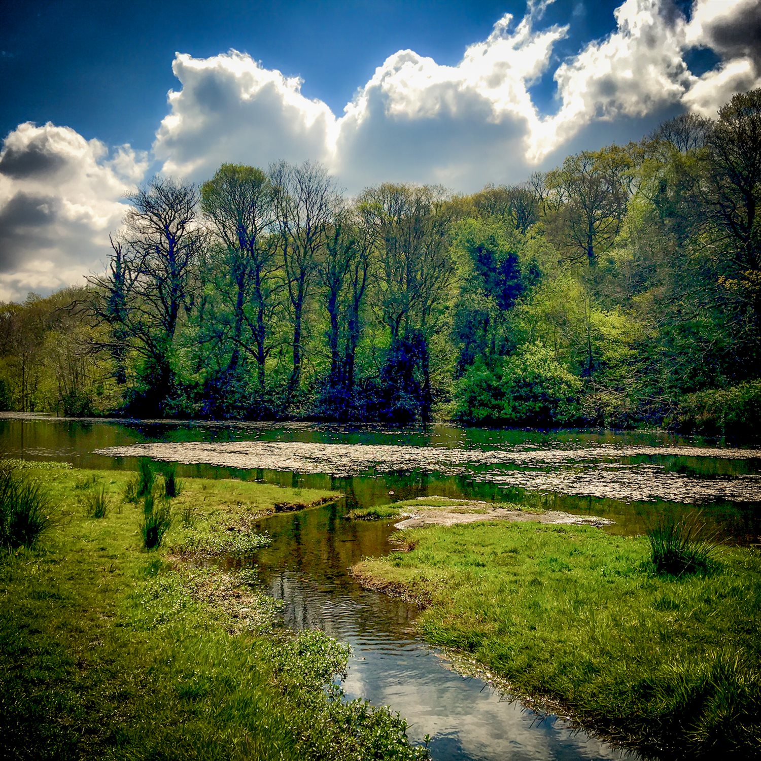 DVCP - Lake - Ducks - Robin - Heron - Trees - Water-30